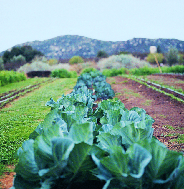 Cabbage: The Humble Vegetable Worth a Second Look 