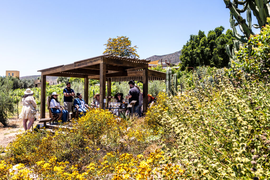 Valle de Guadalupe Wine Tour